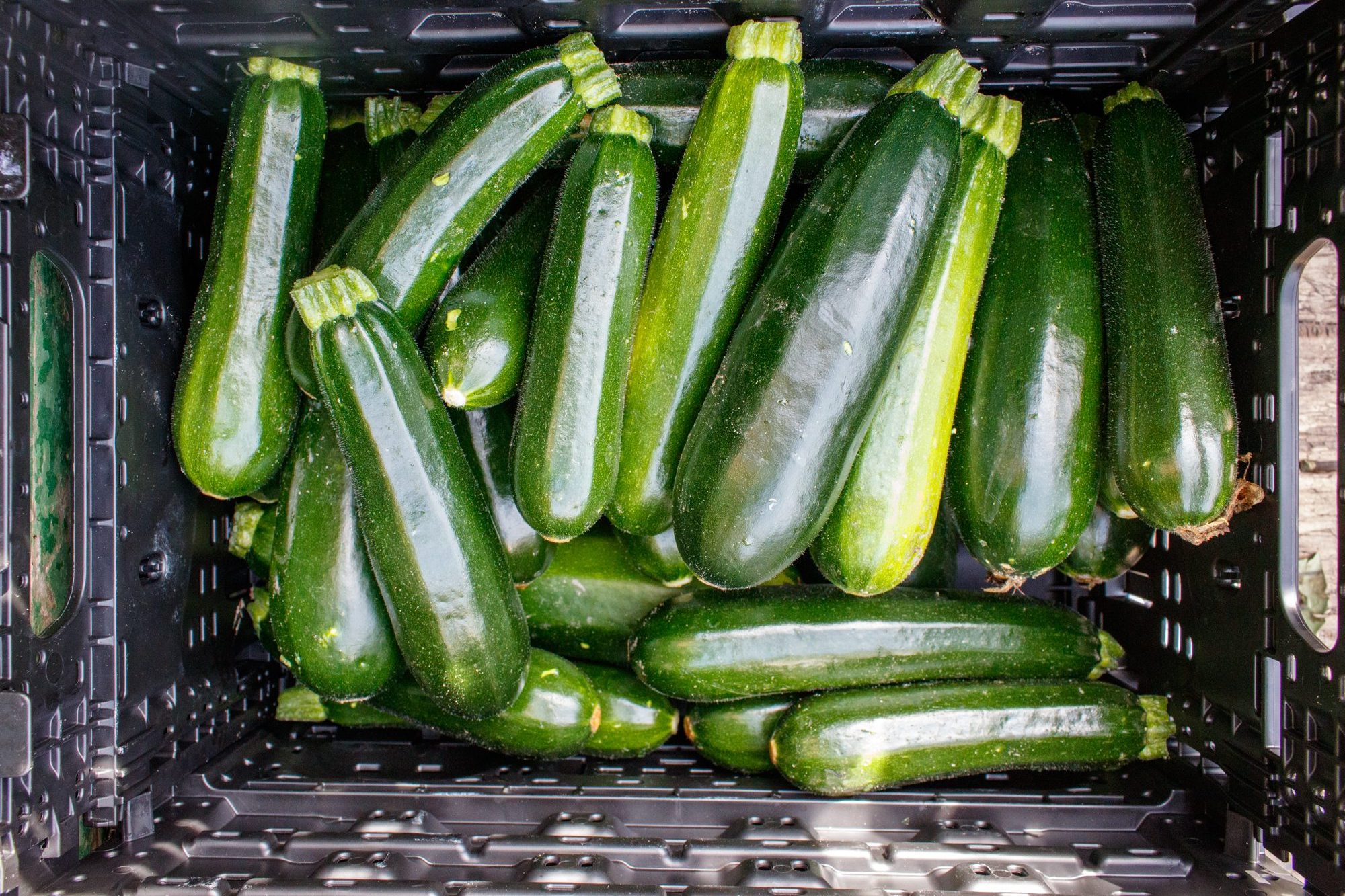 exkursion-kuhhorst-c-dinah-hoffmann-10