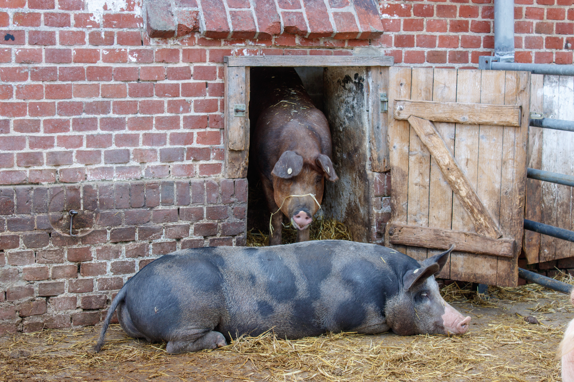 exkursion-kuhhorst-c-dinah-hoffmann-60