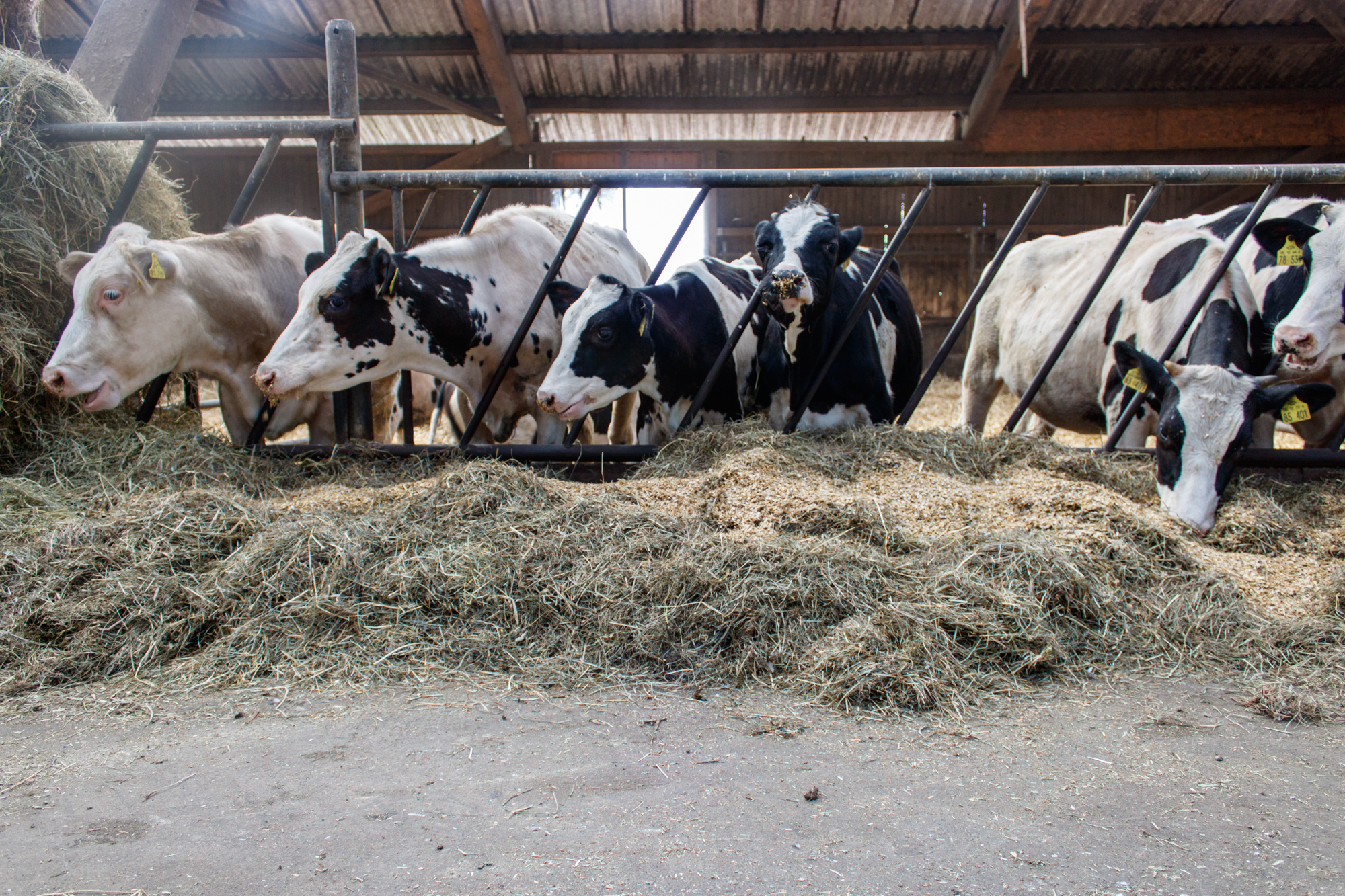 exkursion-kuhhorst-c-dinah-hoffmann-86